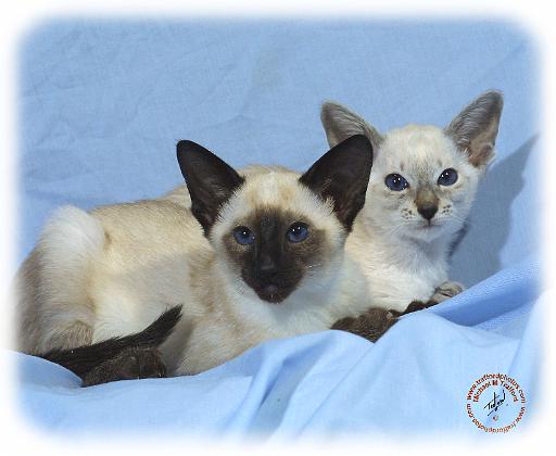 Siamese Cat 9W055D-087.JPG